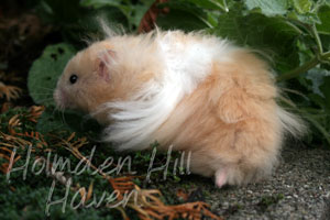 Jolly Cream Giant- Red Eyed Cream Banded Longhaired